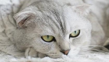 AYX官网-高校篮球比赛引入战术挑战机制加强赛事策略性，篮球比赛大学