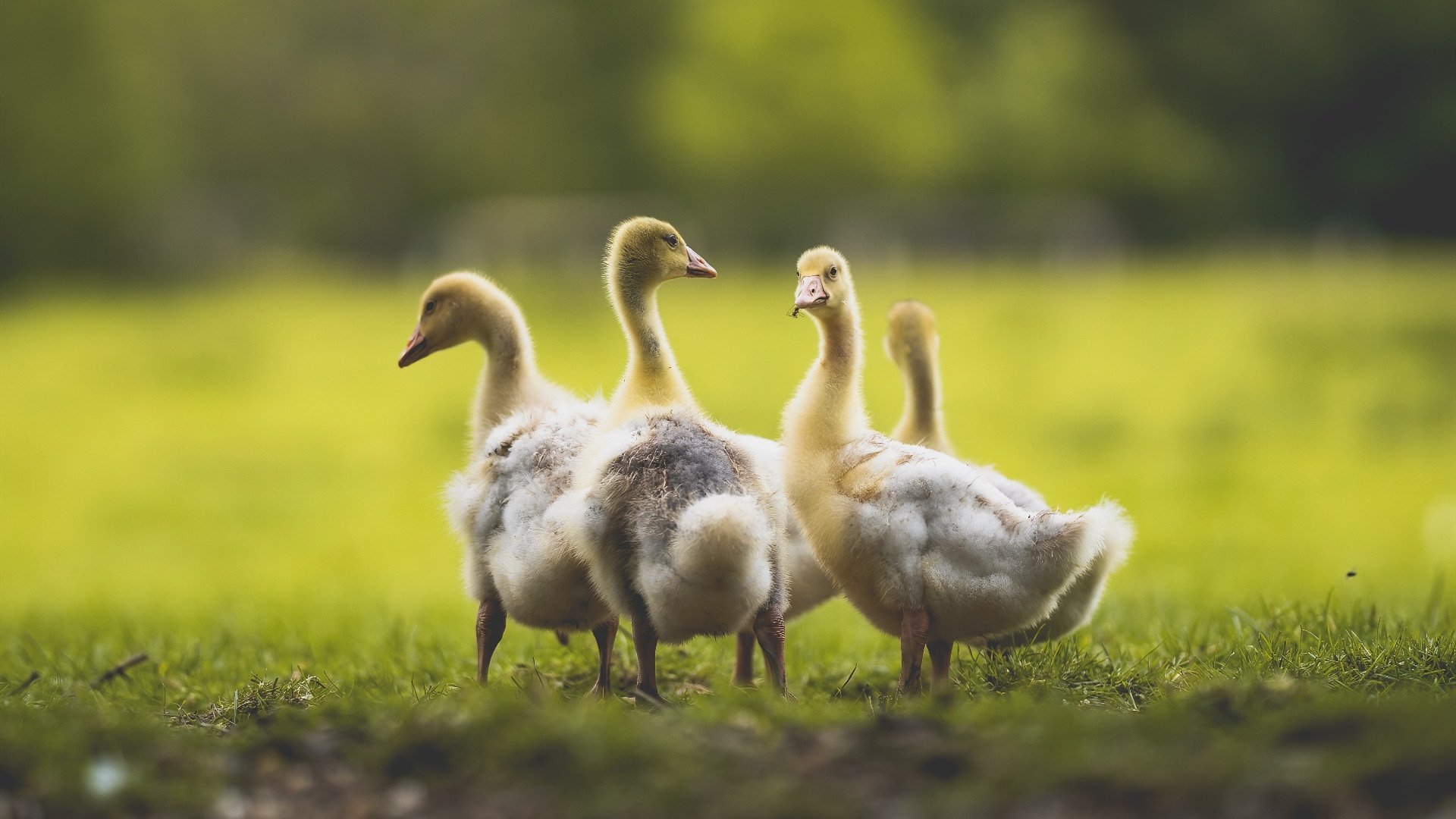 DOTA2赛事选手伤病问题：高强度训练，如何保护选手健康？，dota2英雄伤害