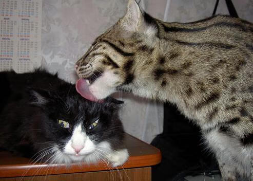 DOTA2解说评述:赛事精彩瞬间与战术深度解读,dota2解说排名