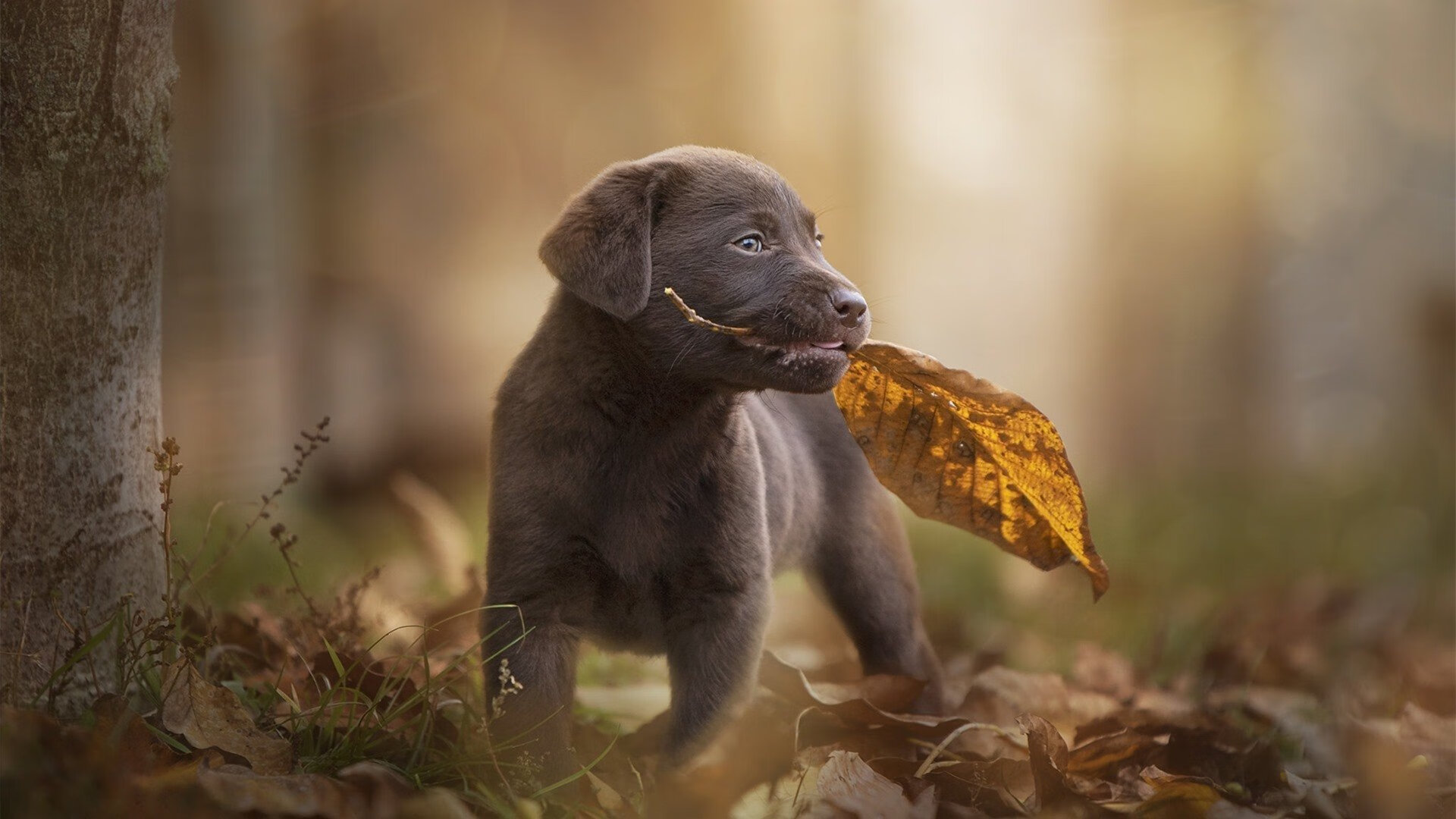 德甲激战,各队教练详解场上战术布置与数据支撑之间的关系,德甲教练名单
