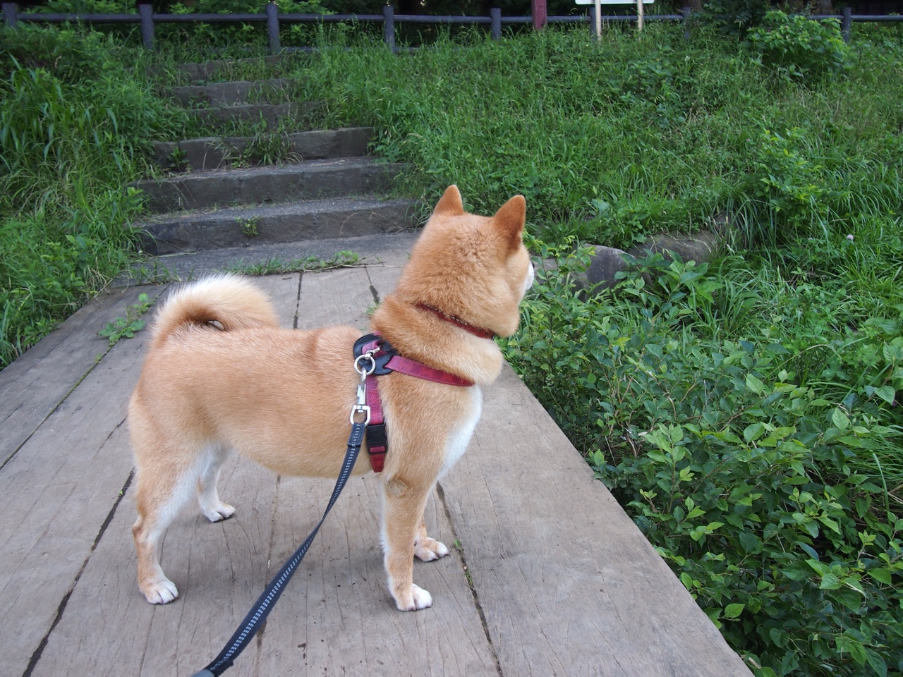 德甲激烈竞争,数据揭示战术变革推动攻守平衡的核心路径,德甲格局