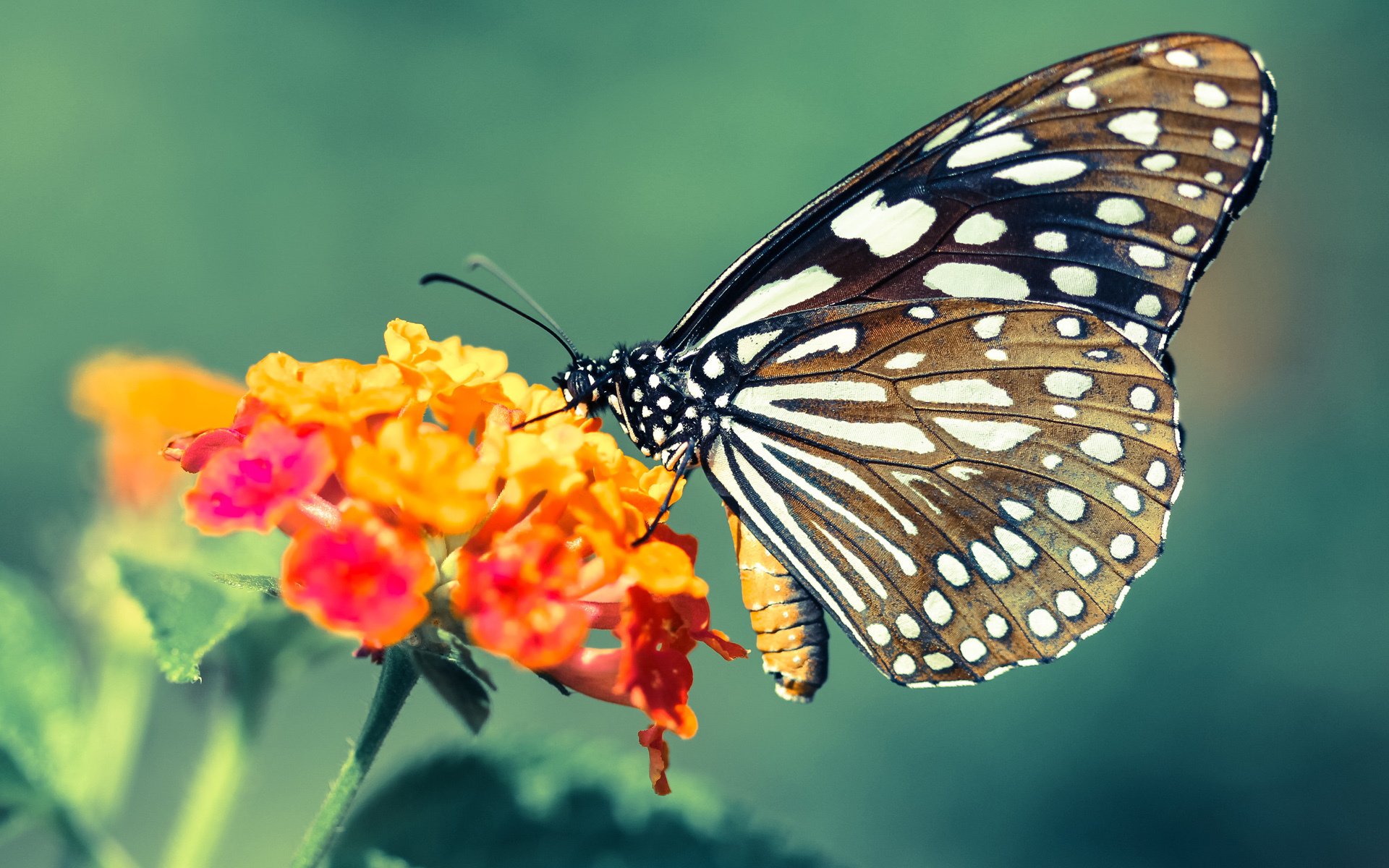 爱游戏体育平台-女子足球联赛冠军争夺激烈，女子足球大赛