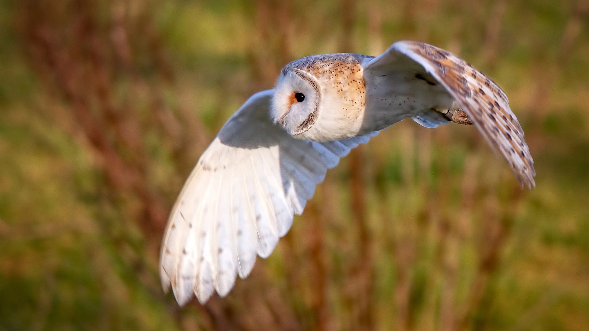 守望先锋 战队实力排名动态变化,守望先锋联赛战队介绍