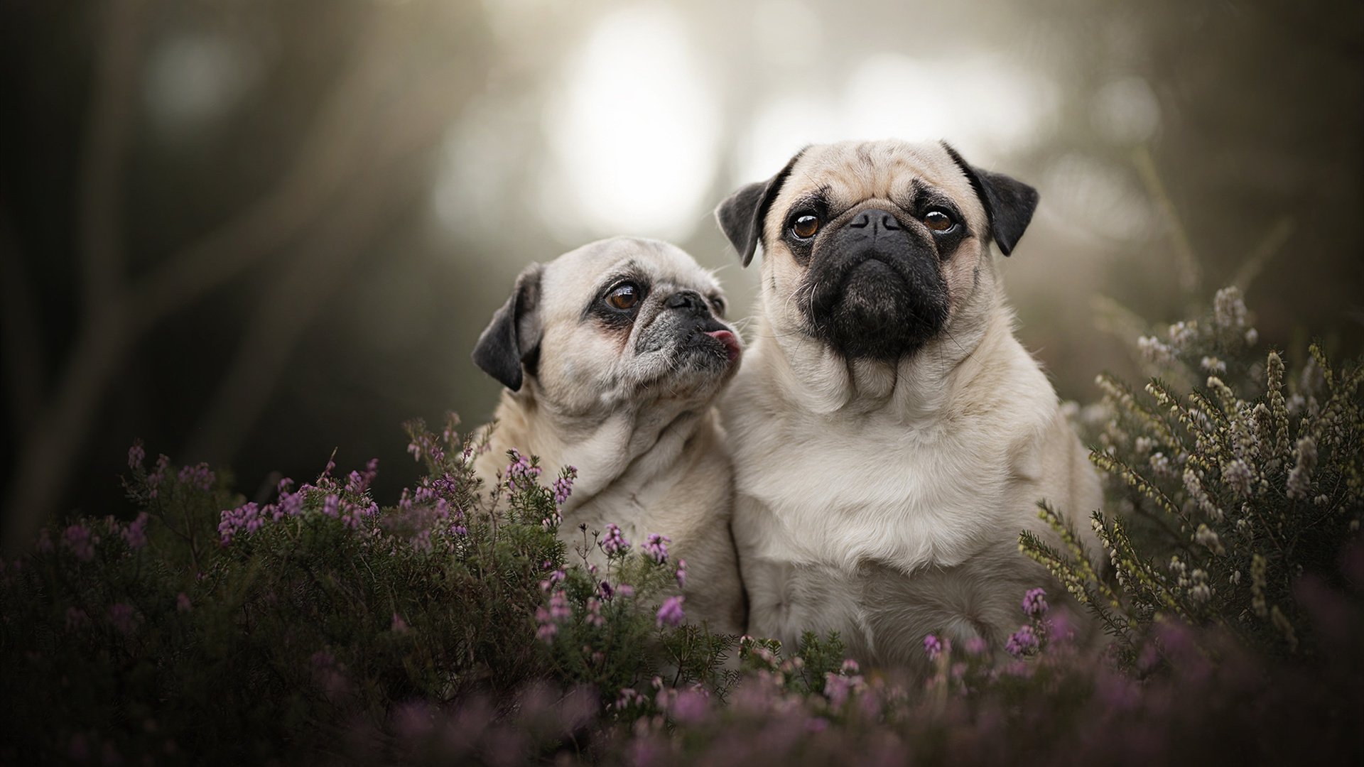 数字化青少年篮球训练数据分析平台正式上线,提升训练科学性,篮球大数据