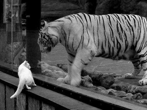 瑞士马术协会与国际马术联合会合作,举办国际马术交流活动,促进技术交流。