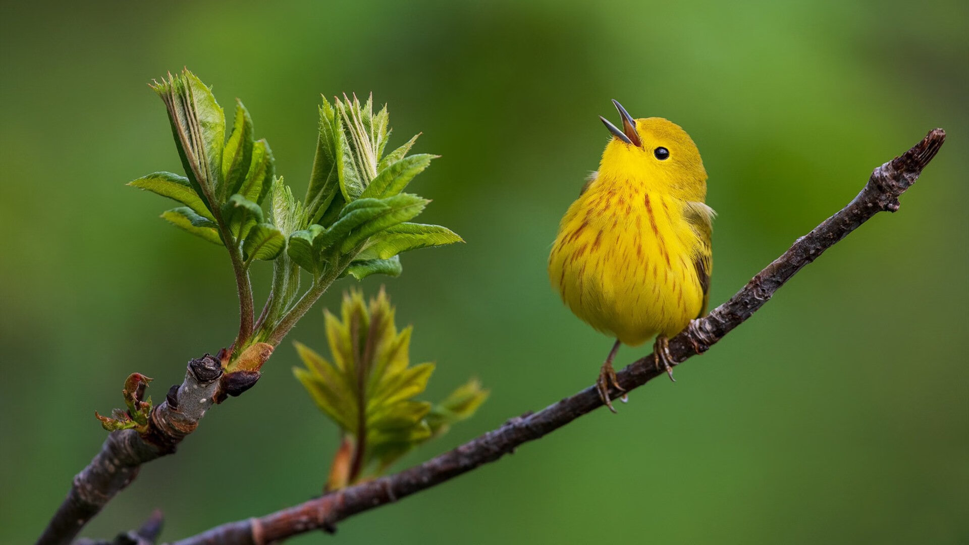 篮球裁判员培训体系进一步完善,篮球裁判员培训方案