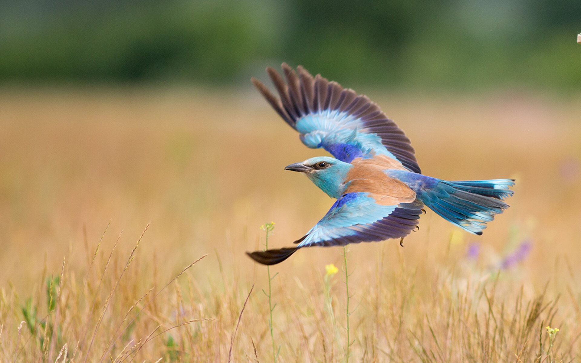 英超裁判判罚引发争议，赛后声讨不断，英超各轮裁判安排