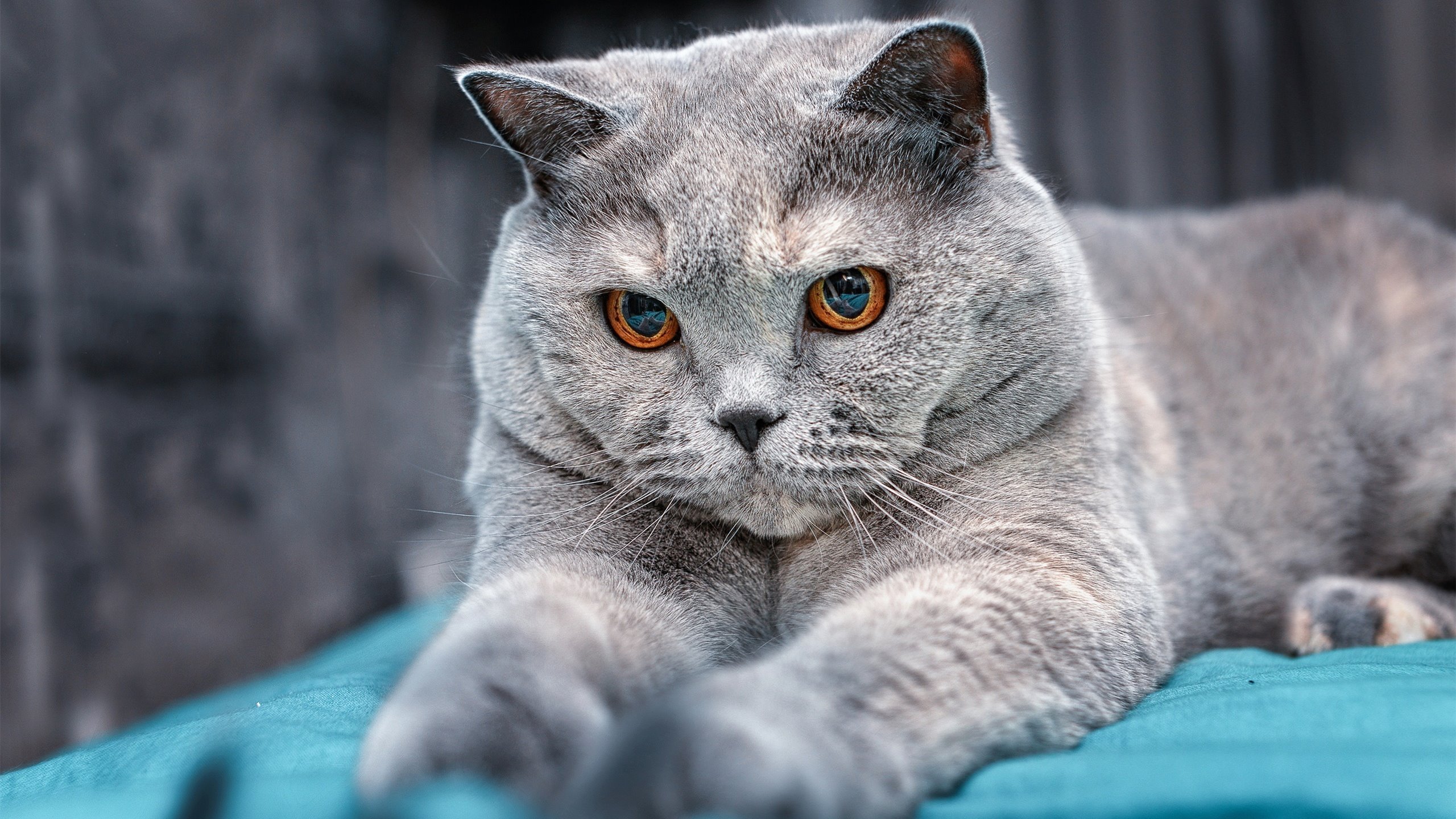 逆转凯旋：不屈斗志成就的欧冠神话，2021逆转