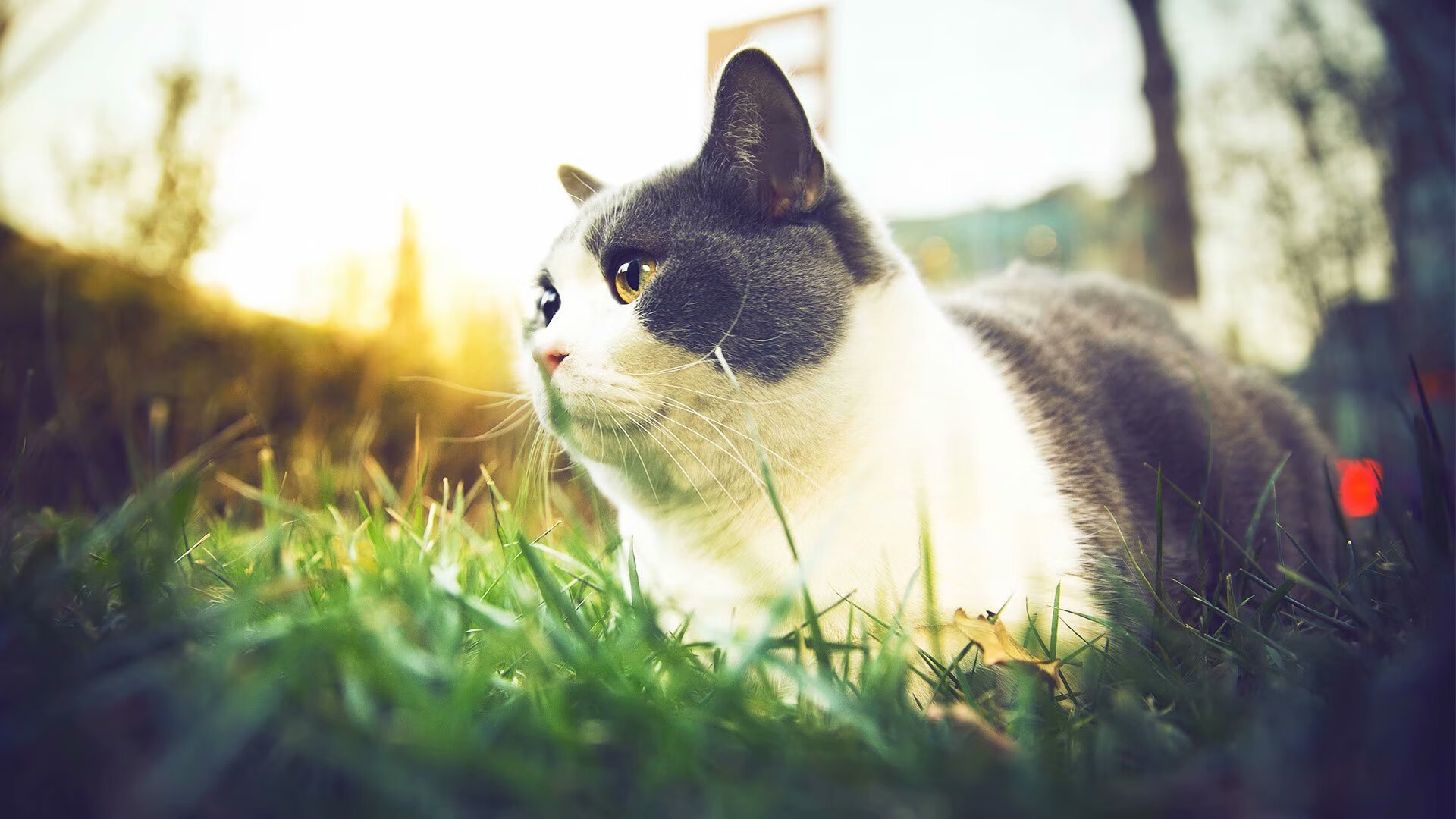 墨尔本联主帅强调团队协作，墨尔本球星