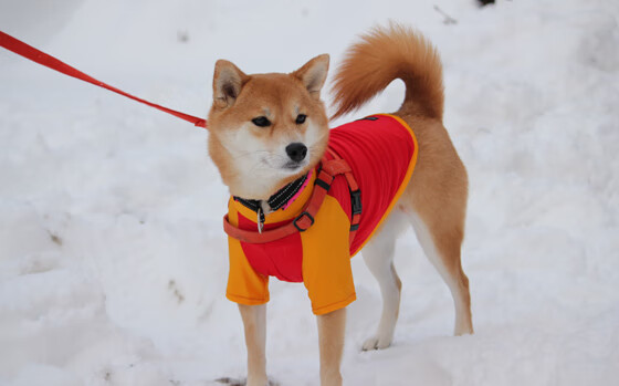 曼城后防强化 反击战术更臻完善，曼城防守阵型