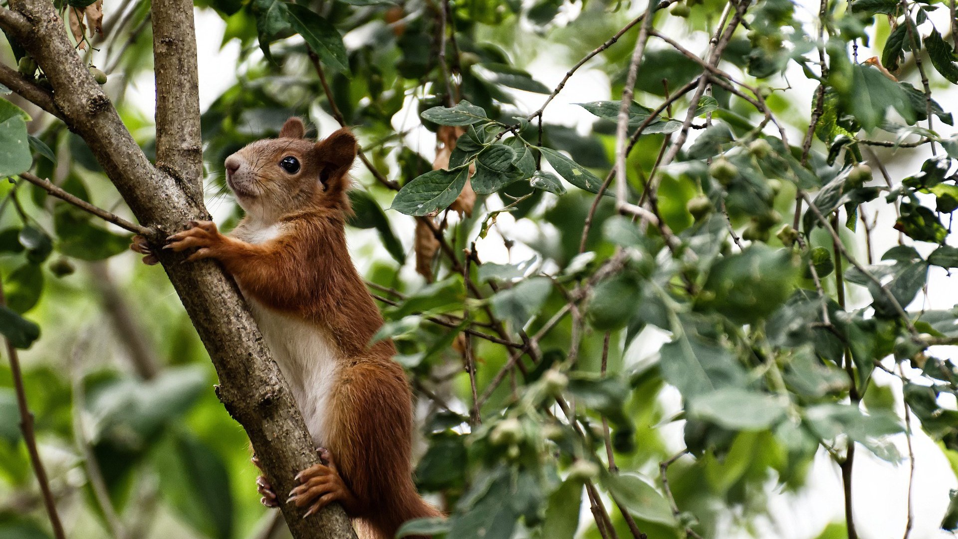 中国足球技术战术分析全面升级，中国足球技术档案