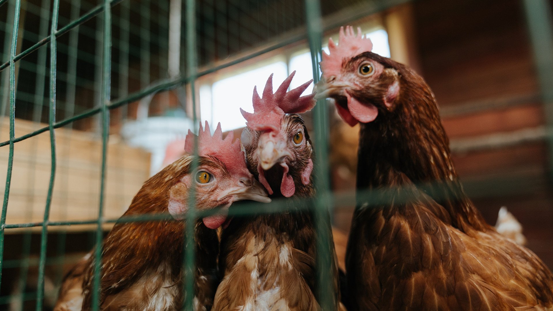 创纪录拳击手年内三战全胜,拳击史上