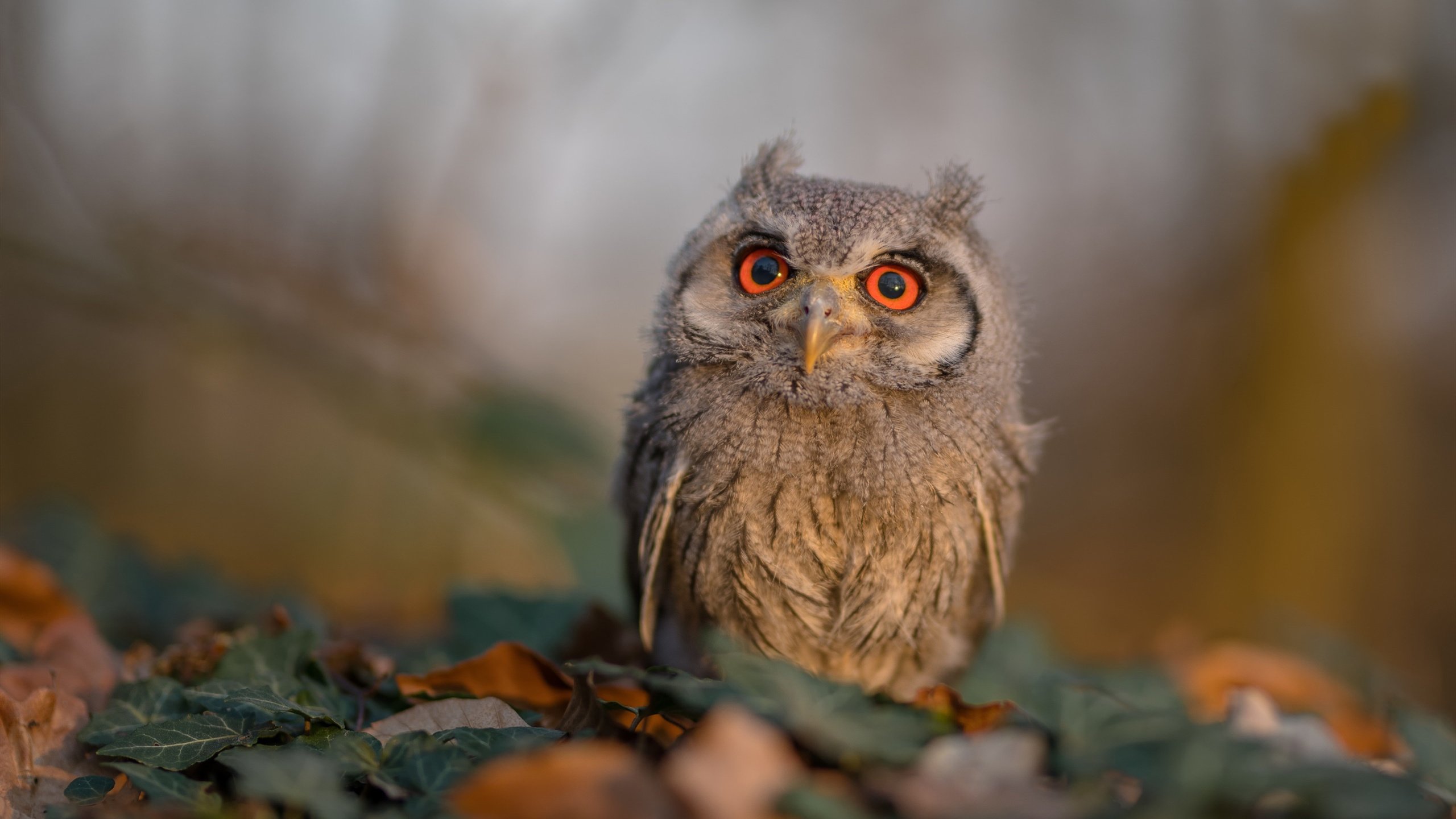 中小学体育课程教学中性别差异分析，体育中的性别差异有哪些