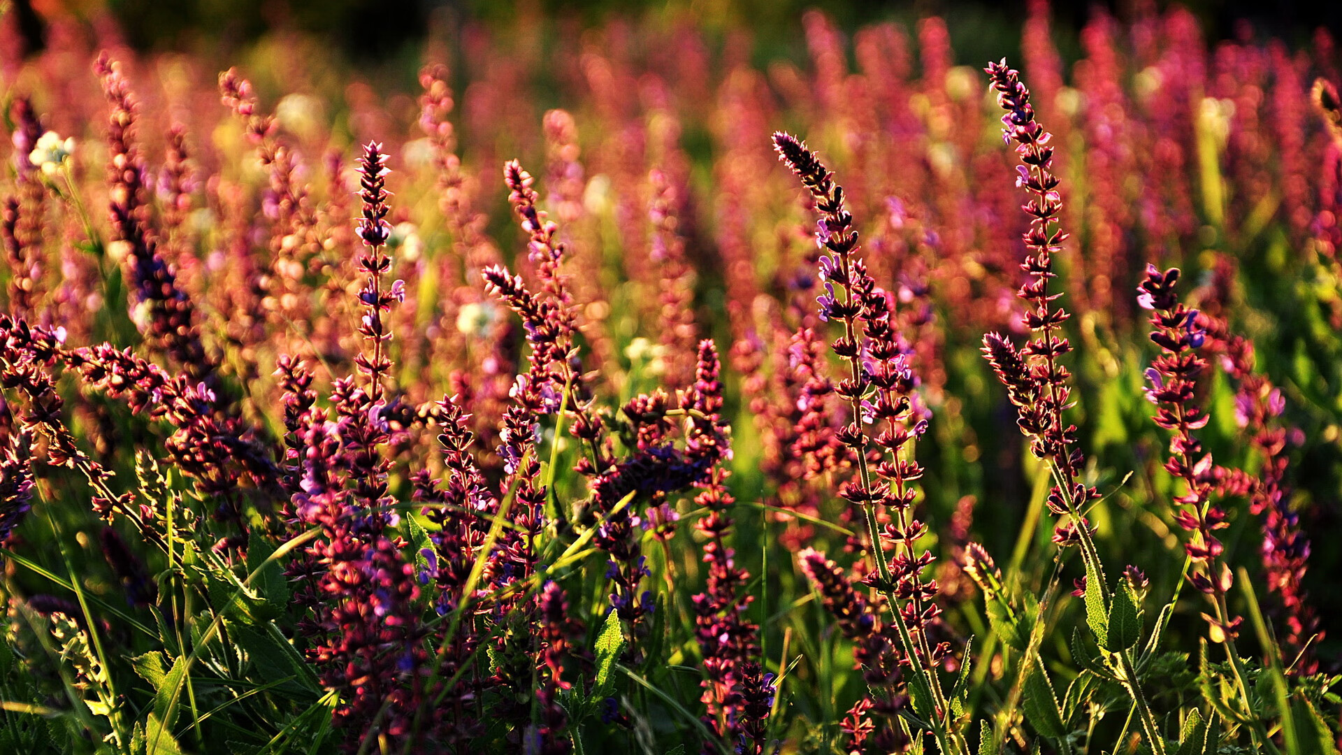 青少年体育运动行为规律及干预机制研究，青少年体育运动的意义和价值