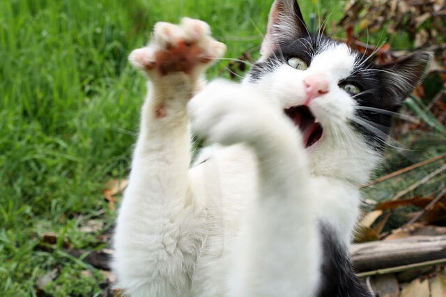 新疆飞虎团队协作助力关键胜利，新疆飞虎队官网