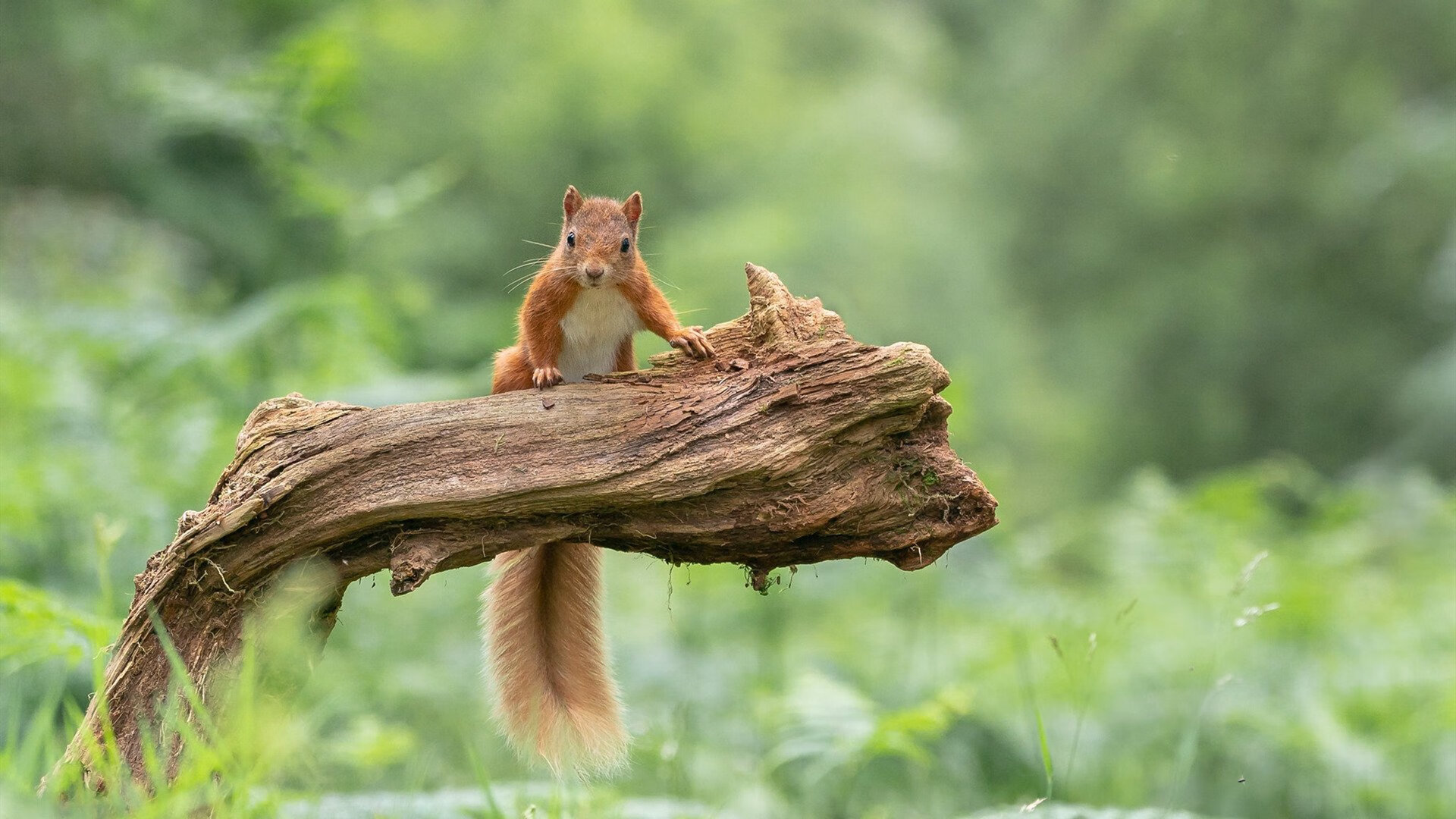 PSG将重点培养中场组织者