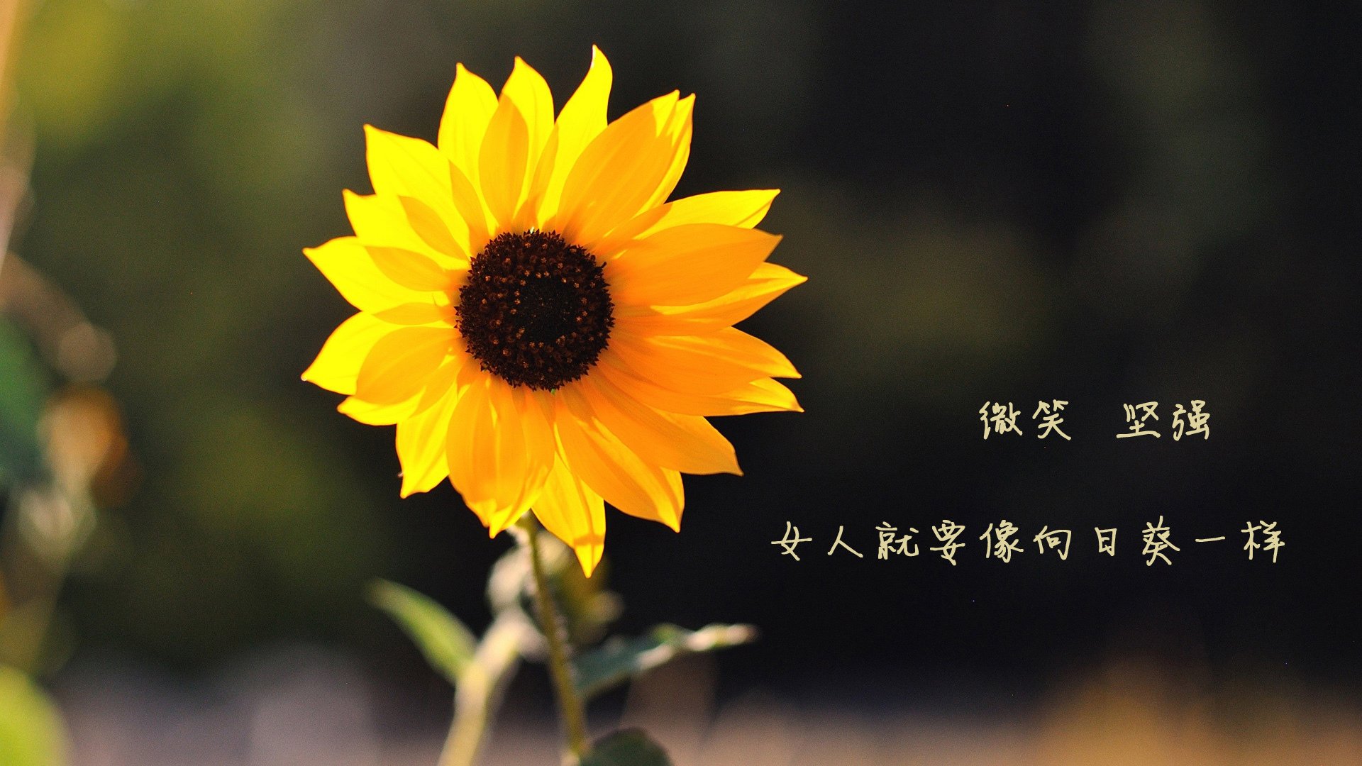 乒乓球国家队专项数据平台助力成绩提升,国家乒乓球网站